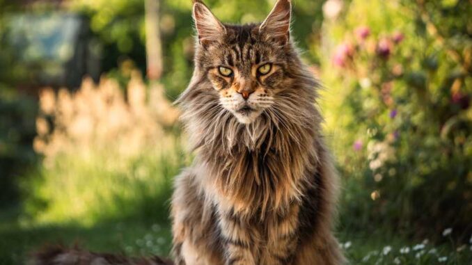 cat