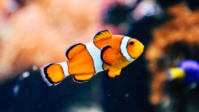 fish