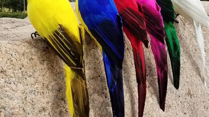 parrot